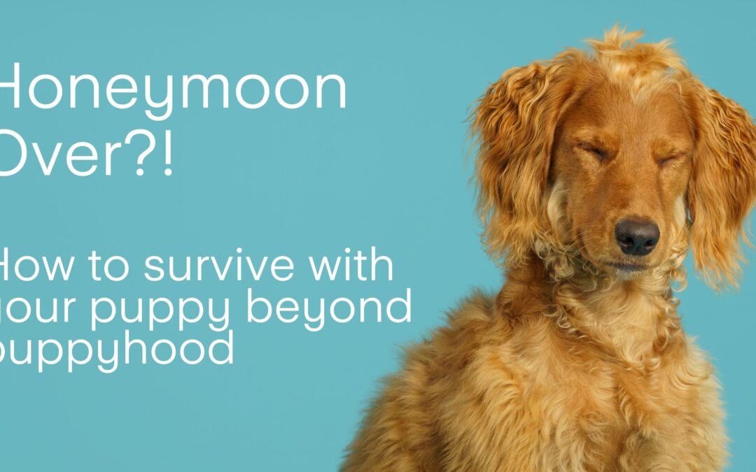 So the Honeymoon’s Over?! How to survive with your puppy beyond puppyhood Surviving life with a new pup from a new pup owner
