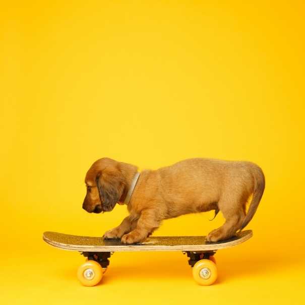 Professional pet photograph, taken by Northern Ireland's top pet photographer in Belfast of Dachshund on a skateboard on a yellow background 