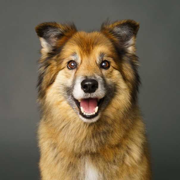 Professional pet photograph, taken by Northern Ireland's top pet photographer in Belfast of Dachshund on a German Shepherd mix on a grey background