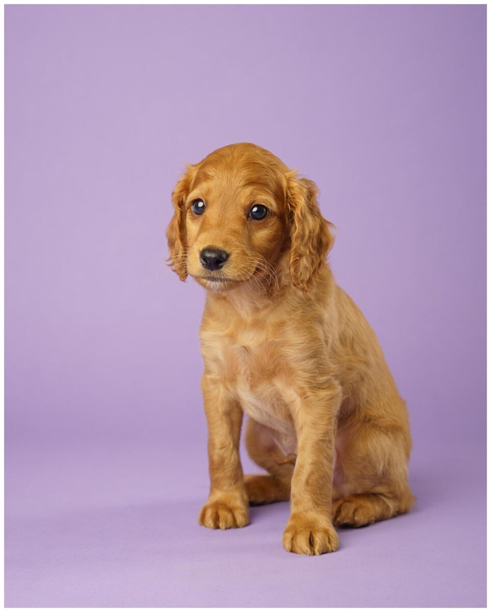 Professional pet photograph, taken by Northern Ireland's top pet photographer in Belfast of a cockerpoo puppy sitting on a purple backdrop
