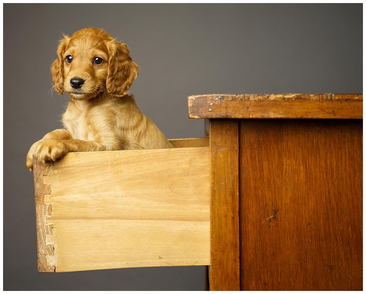 Professional pet photograph, taken by Northern Ireland's top pet photographer in Belfast of a cockerpoo puppy sitting in a desk draw on a grey backdrop