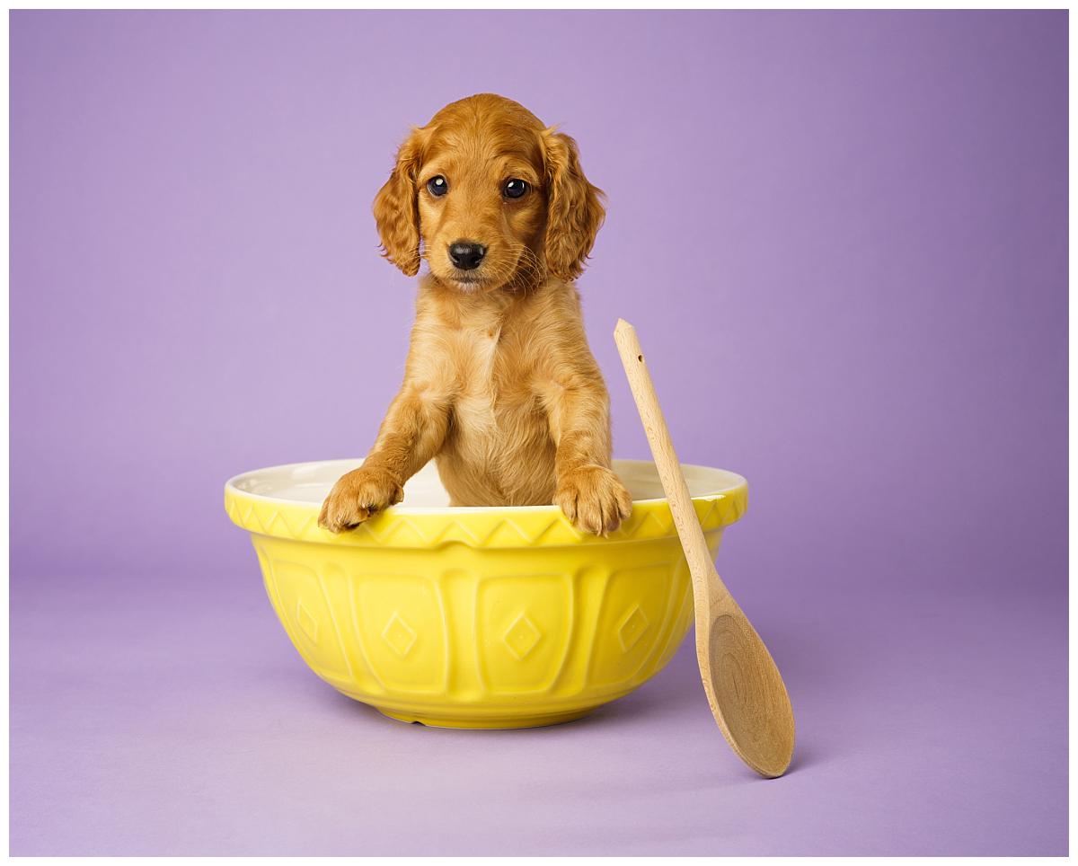 Professional pet photograph, taken by Northern Ireland's top pet photographer in Belfast of a cockerpoo puppy sitting in a yellow mixing bowl with a spoon on a purple backdrop