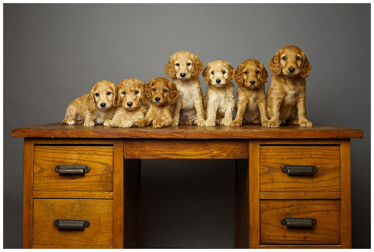 Professional pet photograph, taken by Northern Ireland's top pet photographer in Belfast of a group cockerpoo puppies sitting on a desk on a grey backdrop