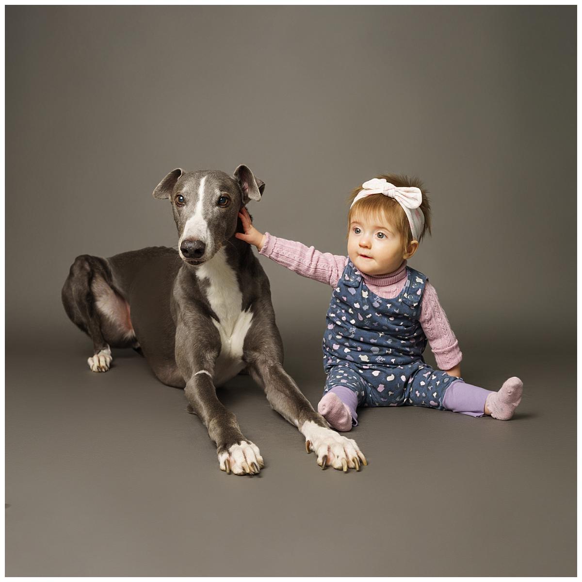 Professional pet photograph, taken by Northern Ireland's top pet photographer in Belfast of Greyhound with a baby on grey background