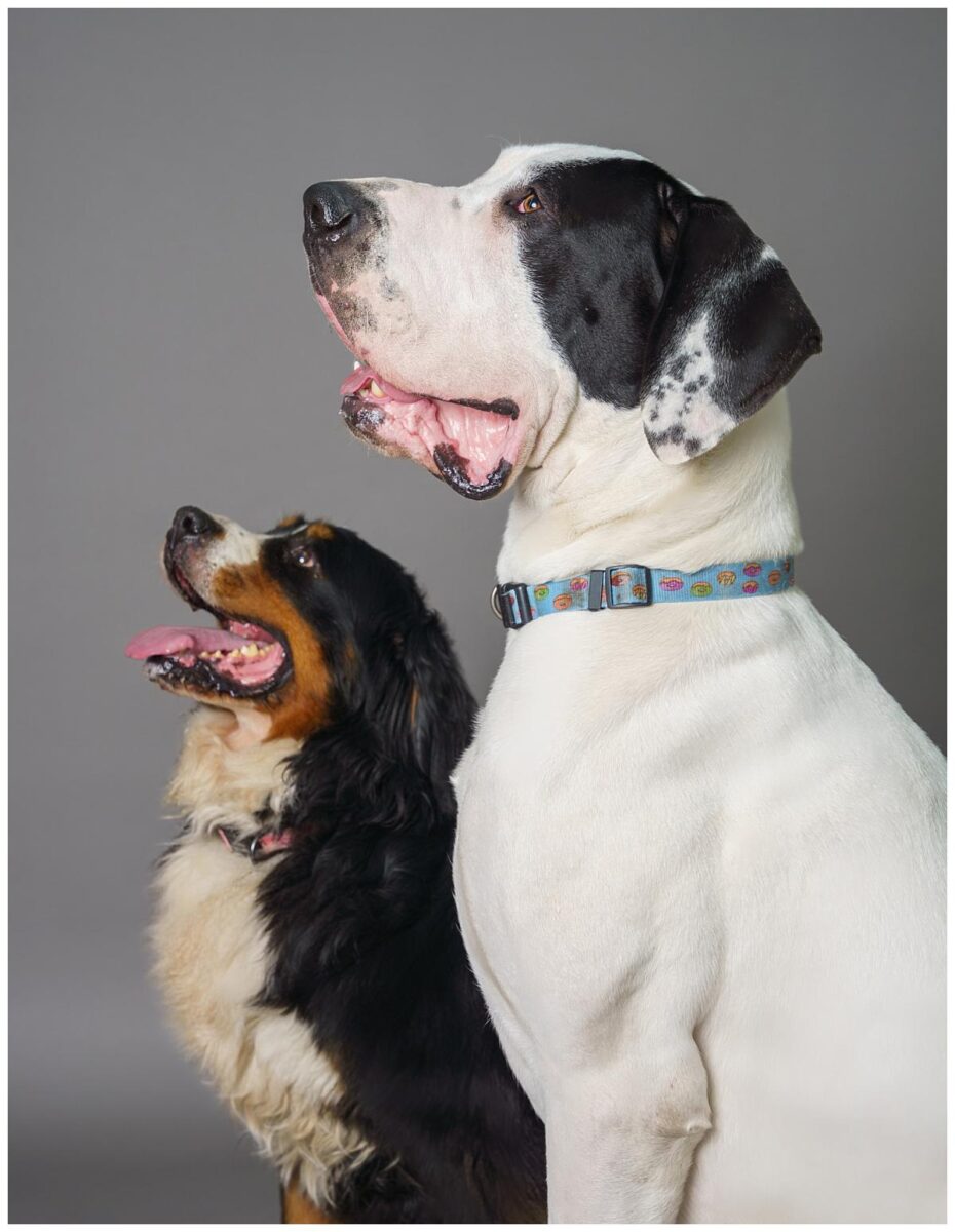 Professional pet photograph, taken by Northern Ireland's top pet photographer in Belfast of a a Great Dane and a Bernese Mountain dog looking off to the side on a grey backdrop