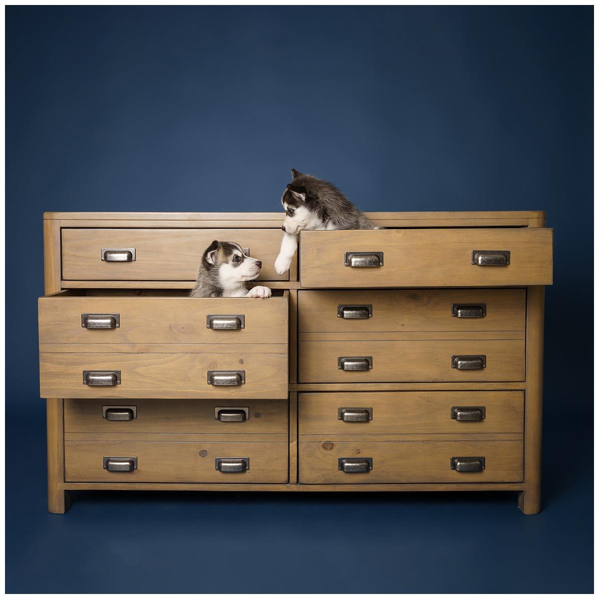 Professional pet photograph, taken by Northern Ireland's top pet photographer in Belfast of 2 Husky puppies in a chest of draws
