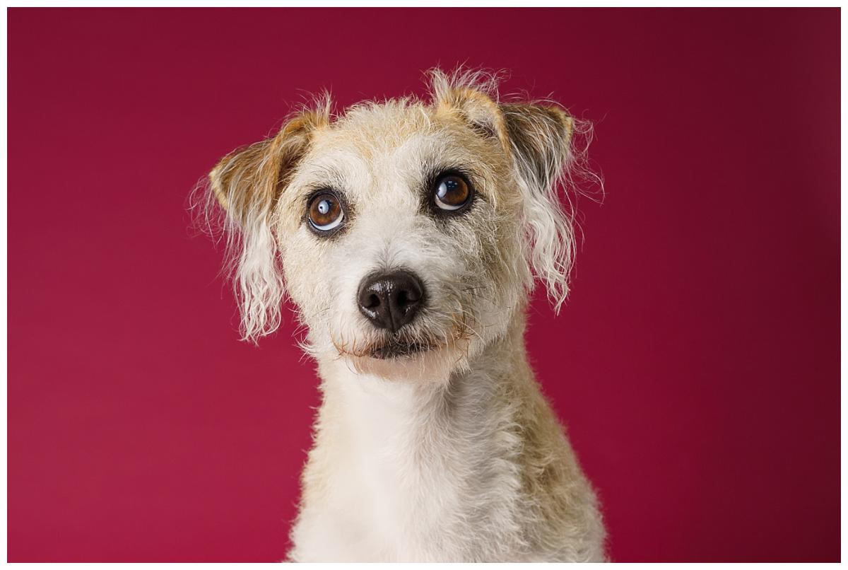 Professional pet photograph, taken by Northern Ireland's top pet photographer in Belfast of Dachshund on a small dog on a red background