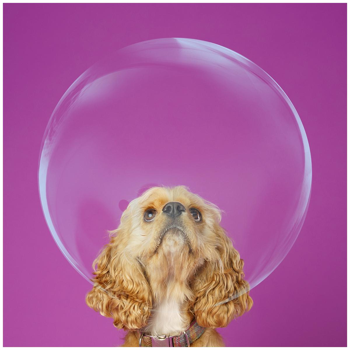 Professional pet photograph, taken by Northern Ireland's top pet photographer in Belfast of a spaniel on a purple back drop behind a giant bubble