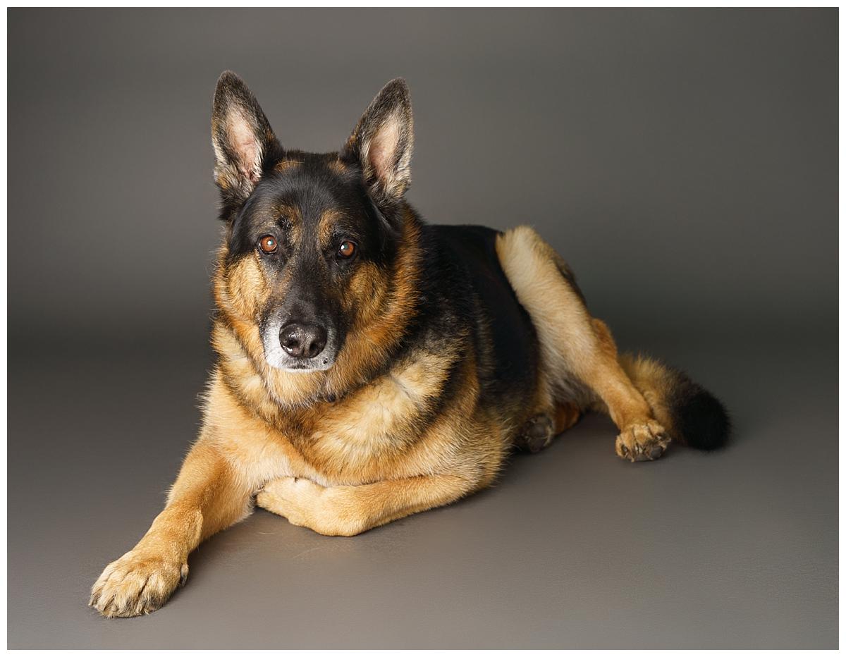 Professional pet photograph, taken by Northern Ireland's top pet photographer in Belfast of German Shepherd lying on a grey backdrop