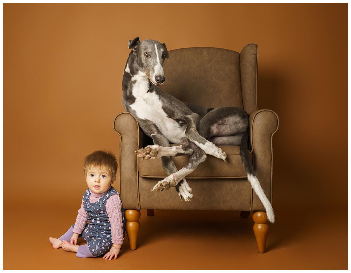 Professional pet photograph, taken by Northern Ireland's top pet photographer in Belfast of an greyhound and a baby on a a chair