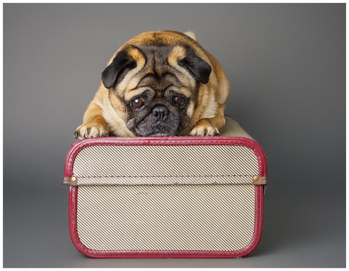Professional pet photograph, taken by Northern Ireland's top pet photographer in Belfast of pug lying on a suitcase