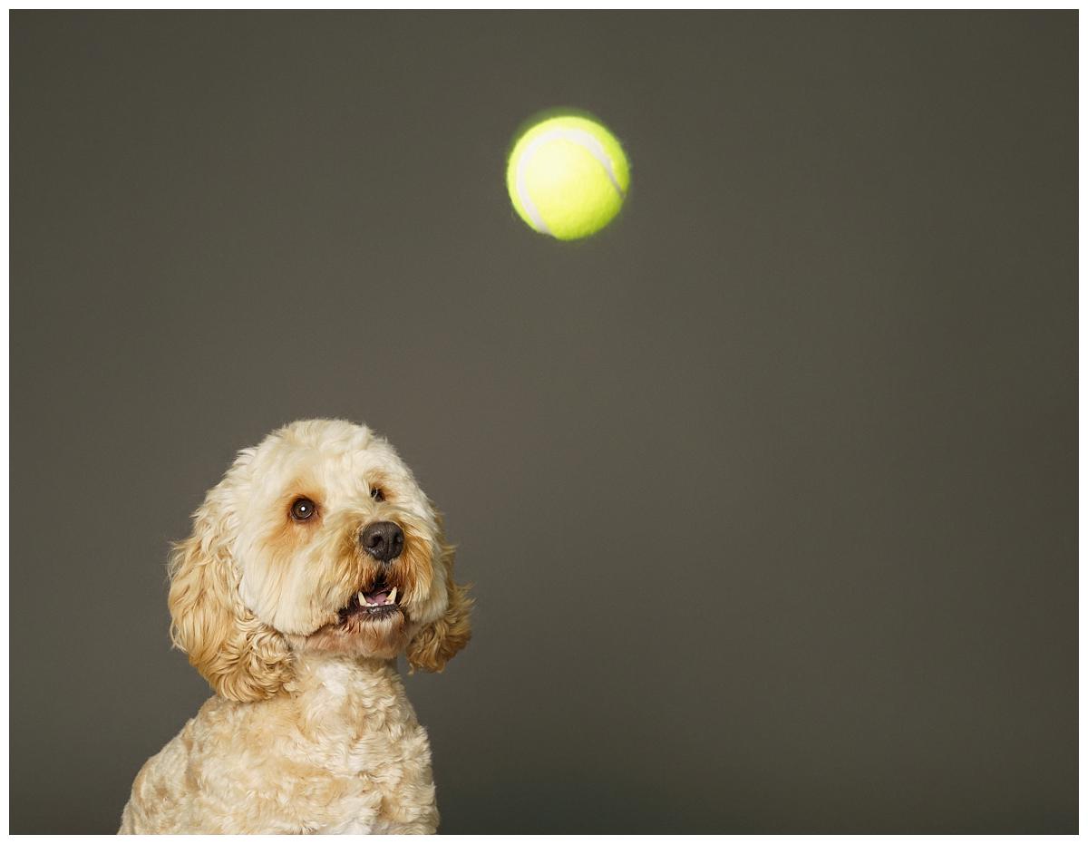 Professional pet photograph, taken by Northern Ireland's top pet photographer in Belfast of a Cockerpoo with a ball