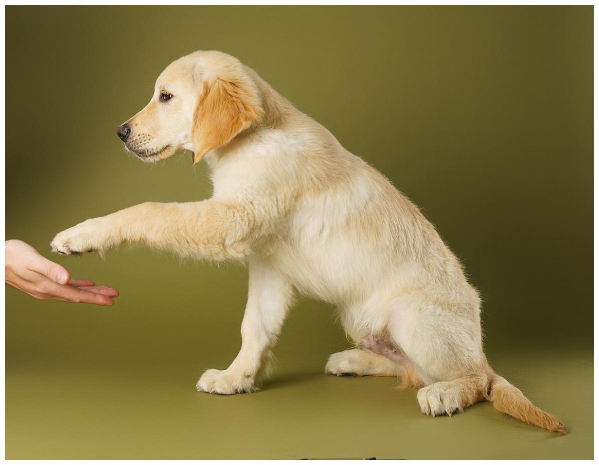 Professional pet photograph, taken by Northern Ireland's top pet photographer in Belfast of a Golden Retriever puppy shaking hands