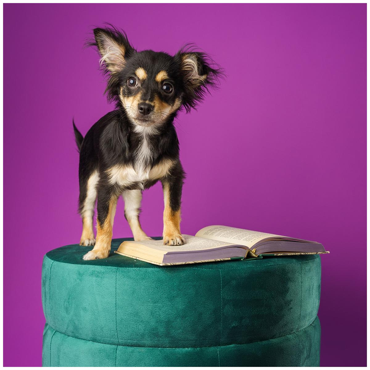 Professional pet photograph, taken by Northern Ireland's top pet photographer in Belfast of Chihuahua reading a book 