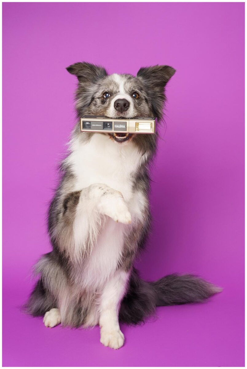 Professional pet photograph, taken by Northern Ireland's top pet photographer in Belfast of a collie with a camera in his mouth