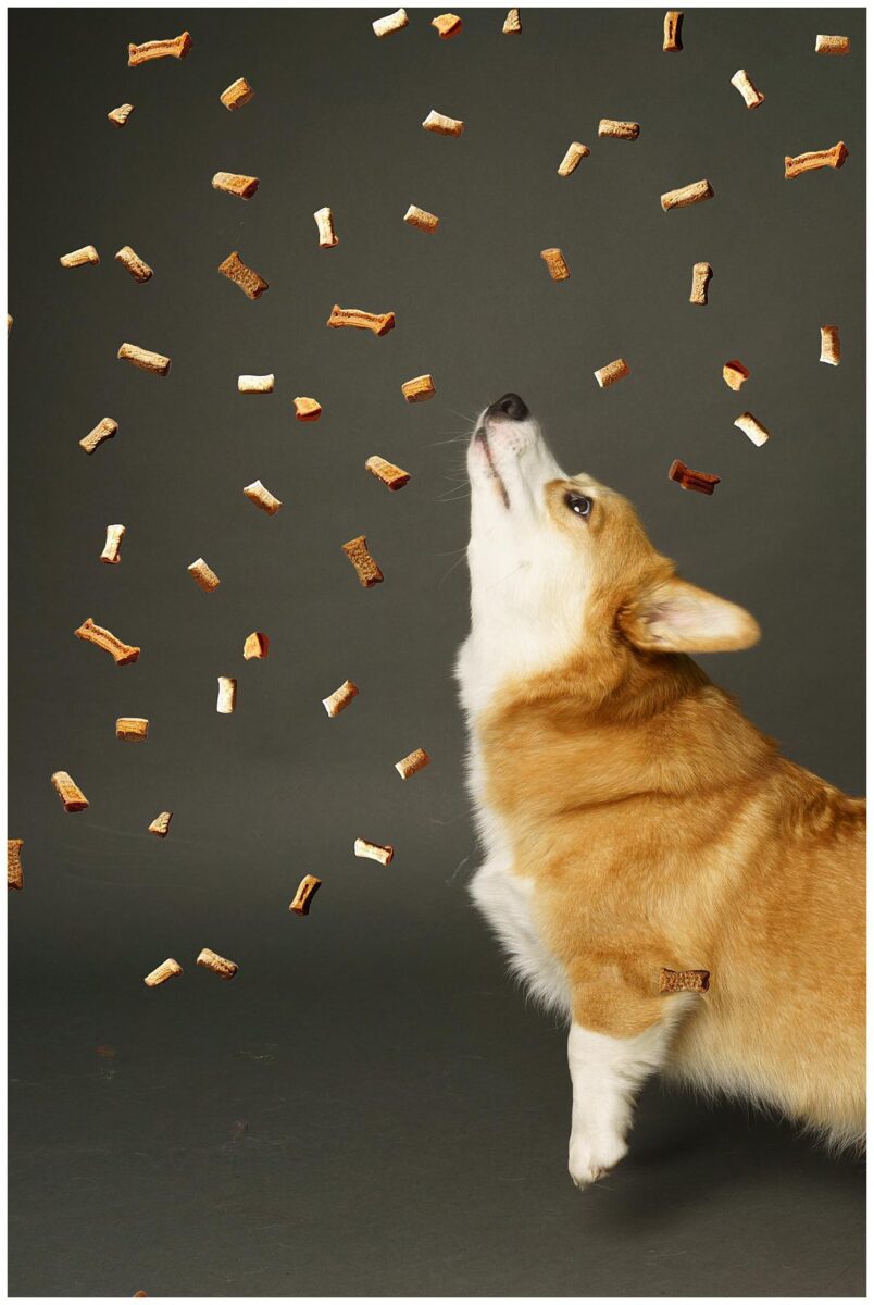 Professional pet photograph, taken by Northern Ireland's top pet photographer in Belfast of Corgi looking up a lots of treats on a grey backdrop