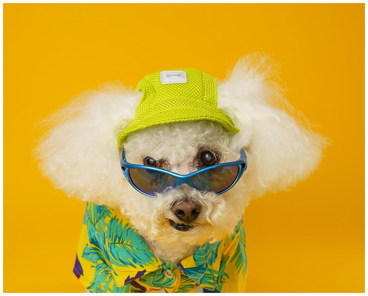 Professional pet photograph, taken by Northern Ireland's top pet photographer in Belfast of Bichon Frisé wearing 1980's outfit on a yellow backdrop