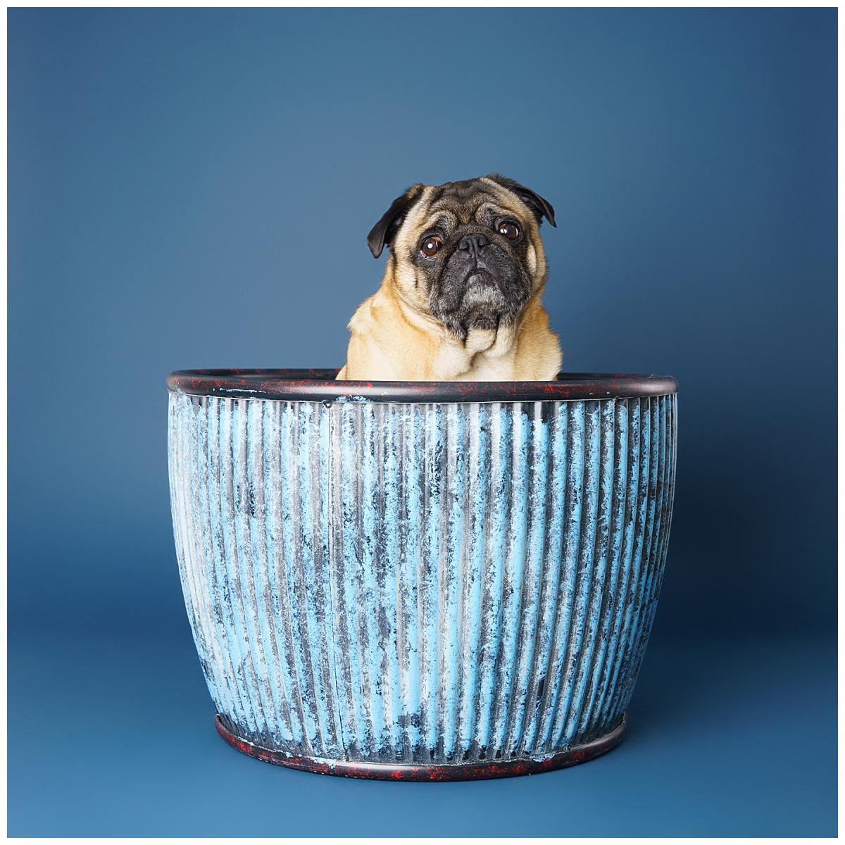 Professional pet photograph, taken by Northern Ireland's top pet photographer in Belfast of Pug in a tub  on a blue backdrop