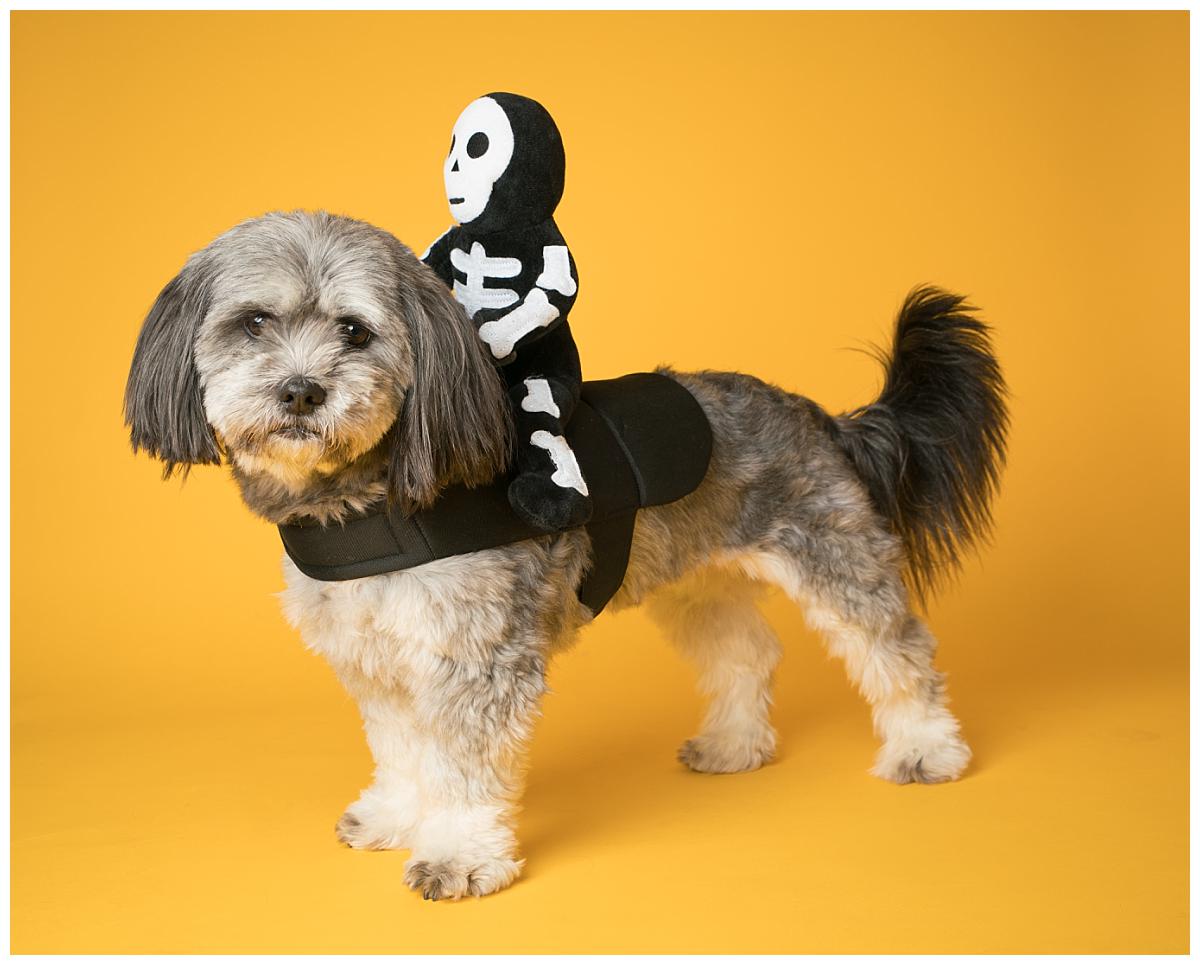 Professional pet photograph, taken by Northern Ireland's top pet photographer in Belfast of Lhasa Apso wearing a halloween costume