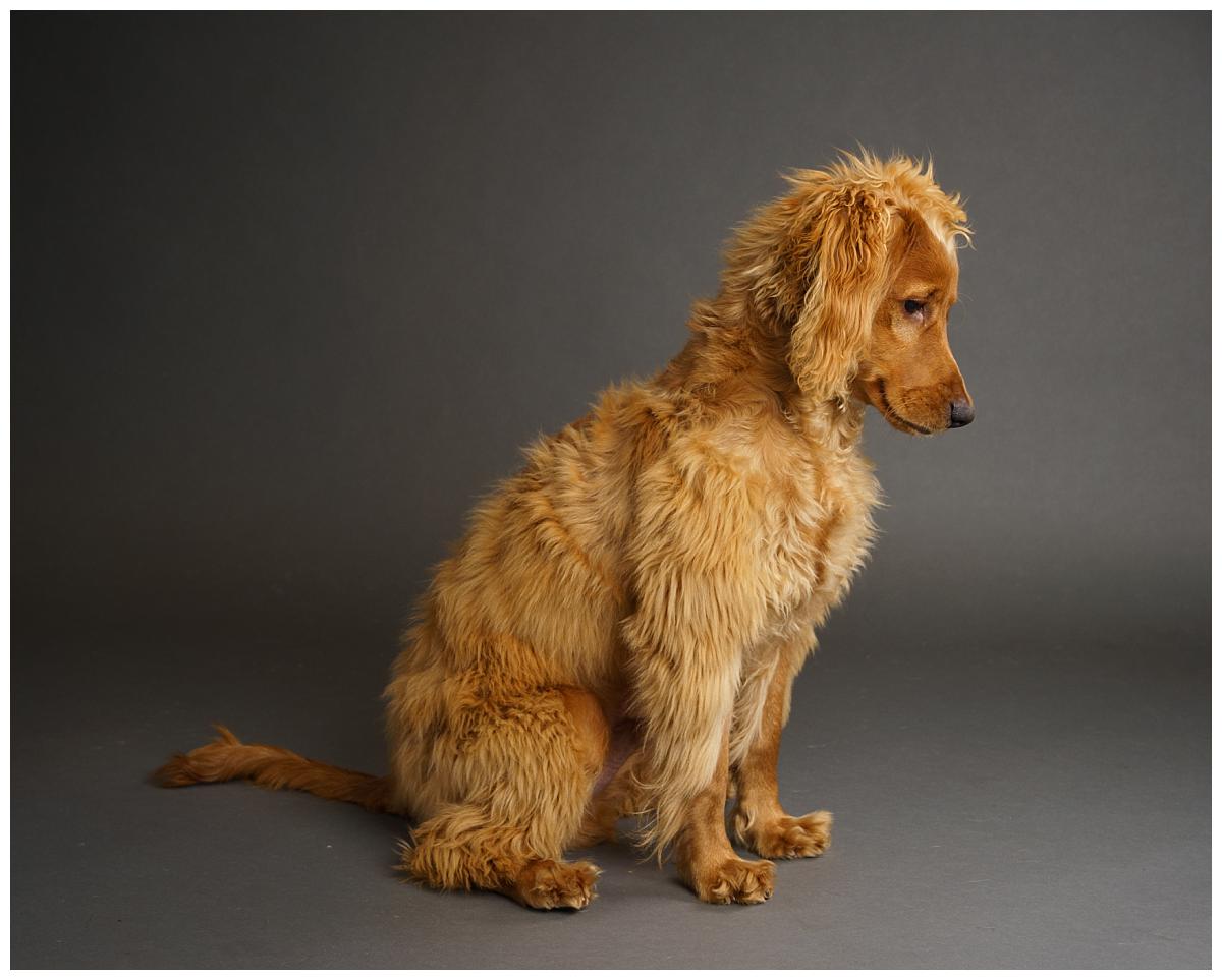 Professional pet photograph, taken by Northern Ireland's top pet photographer in Belfast of a Cockerpoo sat looing down on a grey background