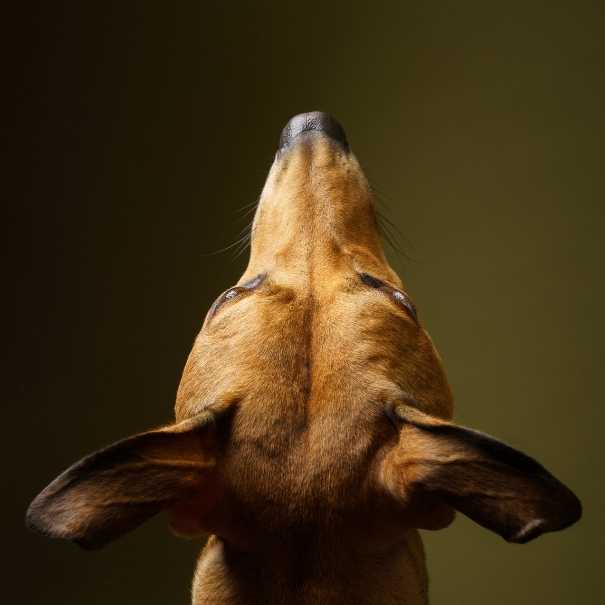 Professional pet photograph, taken by Northern Ireland's top pet photographer in Belfast of whippet looking up