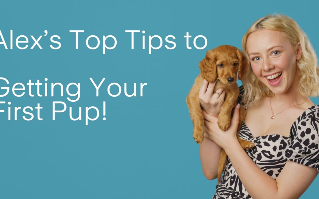 Getting a Pup for the First Time