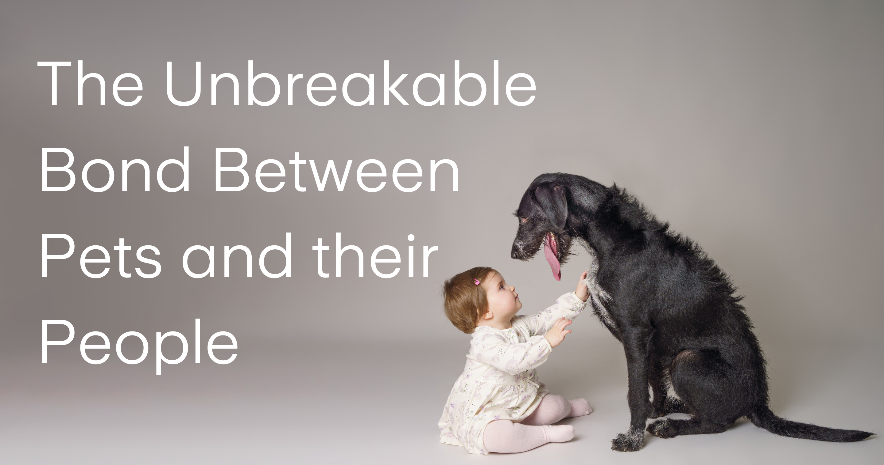 Professional pet photograph, taken by Northern Ireland's top pet photographer in Belfast of a little girl looking up at a black dog who is looking down at her on a light grey backdrop