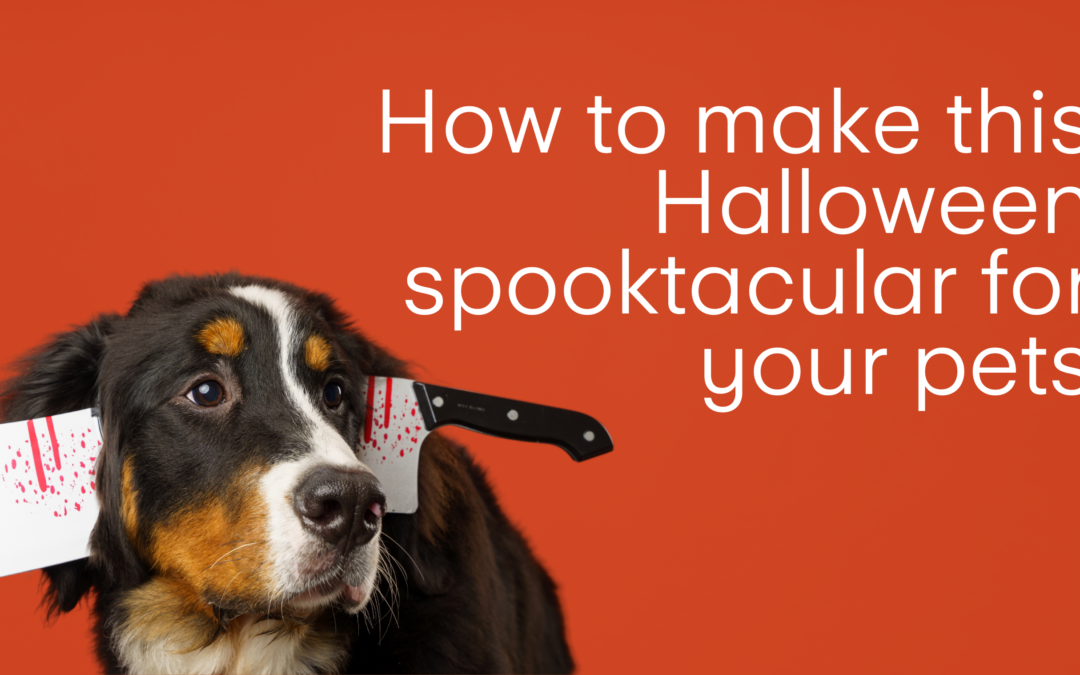 Howl to Keep Your Pet Happy This Halloween