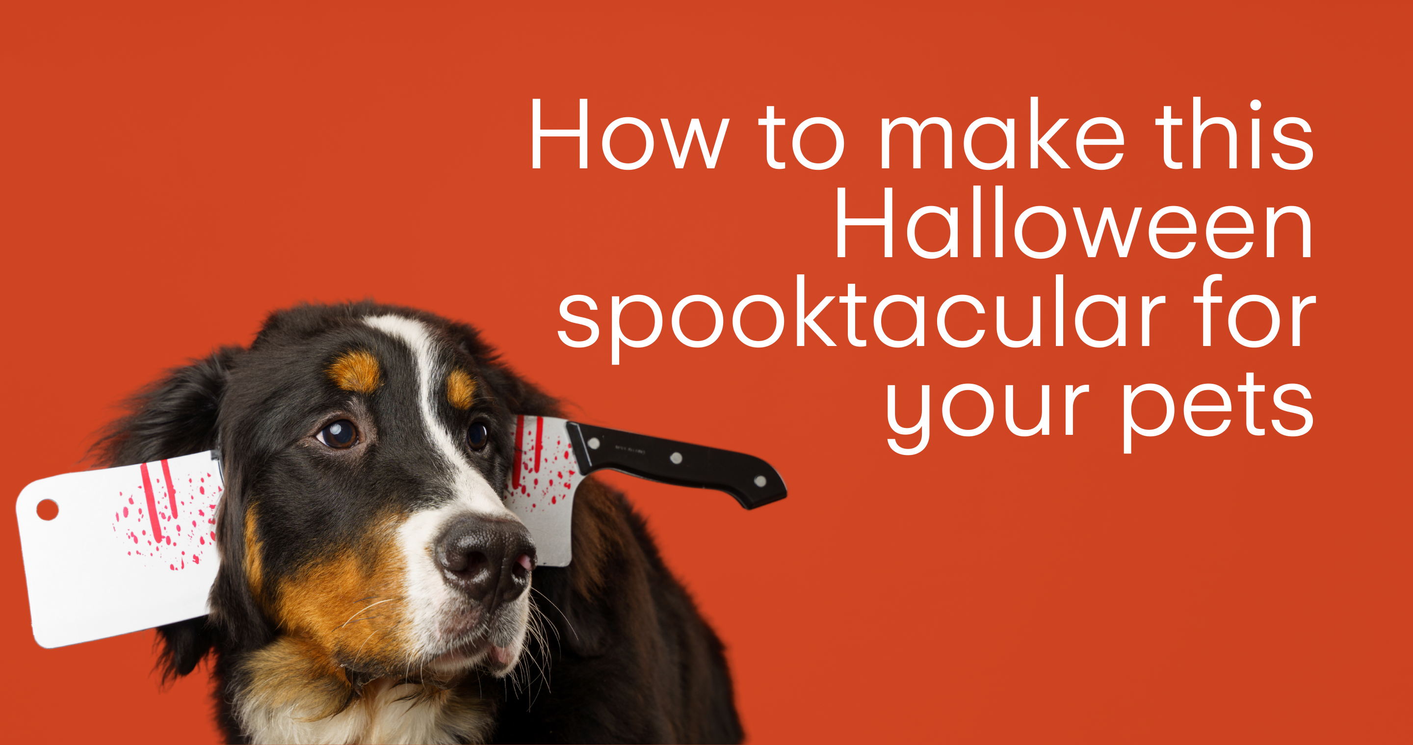 Professional pet photograph, taken by Northern Ireland's top pet photographer in Belfast of Bernese Mountain dog wearing a comedy knife headdress on a red background