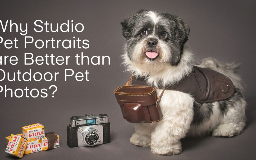Why Studio Pet Photography is Better Than Outdoor Pet Photography