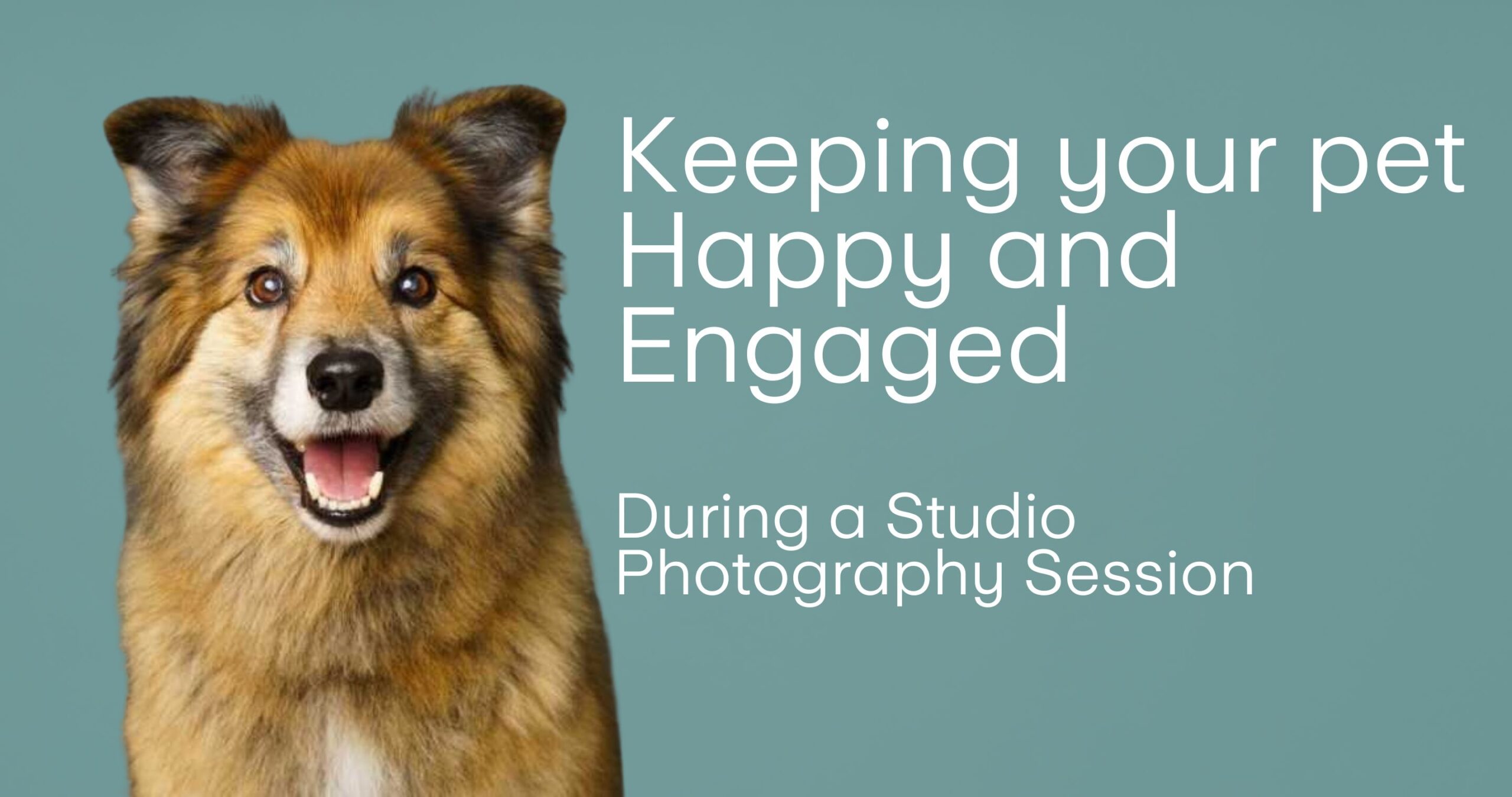 Professional pet photograph, taken by Northern Ireland's top pet photographer in Belfast of German Shepherd Mix looking happy