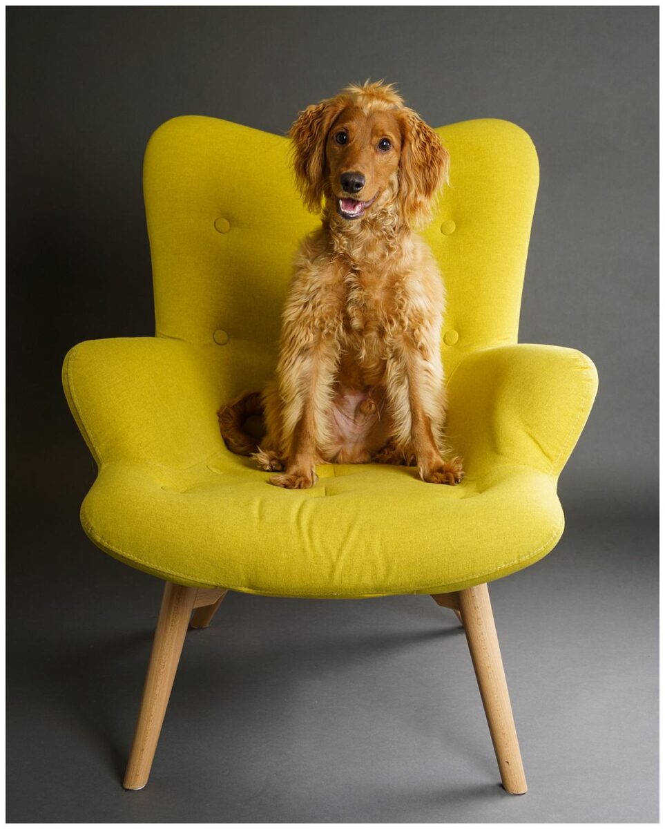 Professional pet photograph, taken by Northern Ireland's top pet photographer in Belfast of a Cockerpoo on yellow seat on grey backdrop