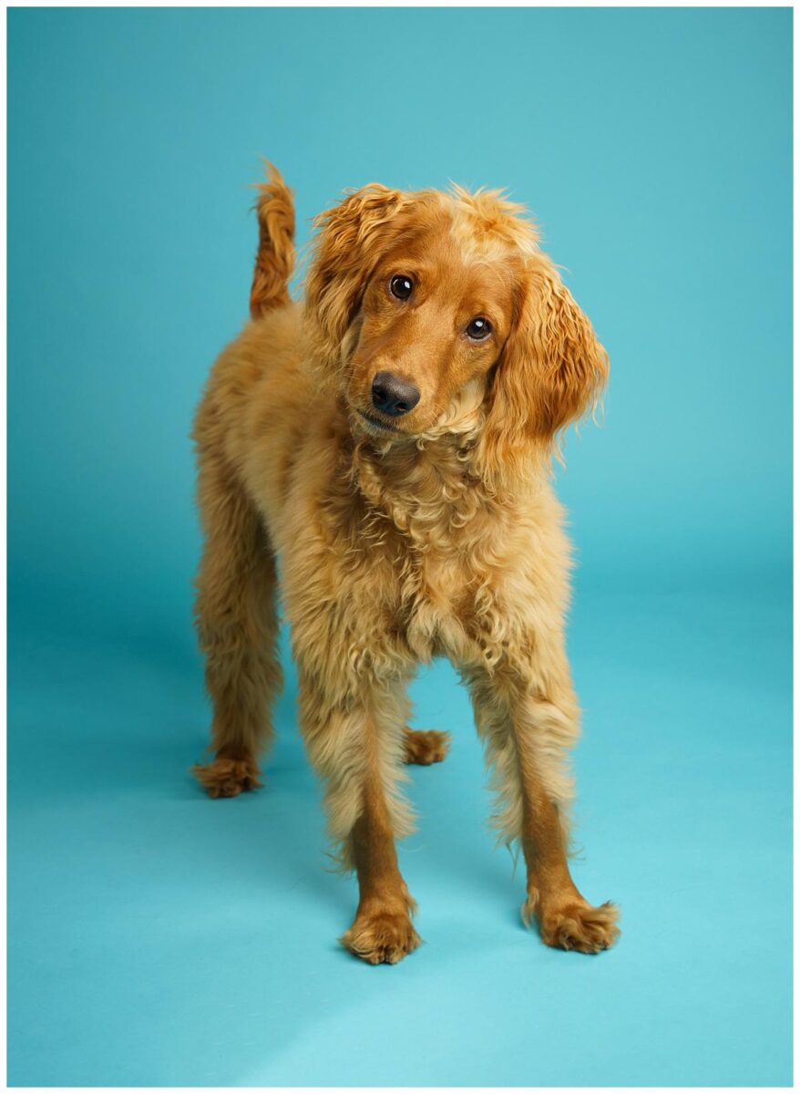Professional pet photograph, taken by Northern Ireland's top pet photographer in Belfast of Cockerpoo stood on blue background