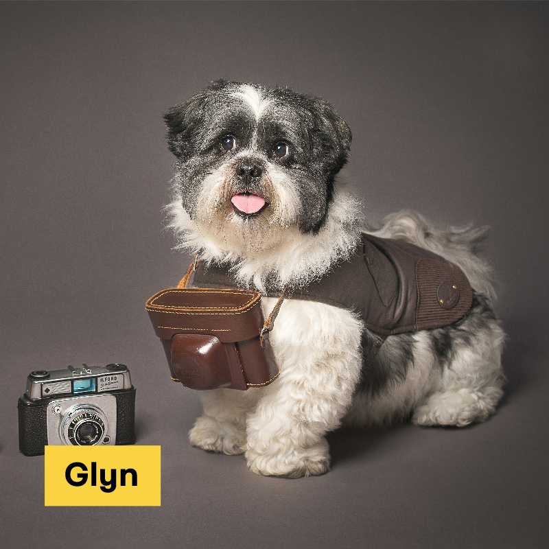 Glyn the Dog