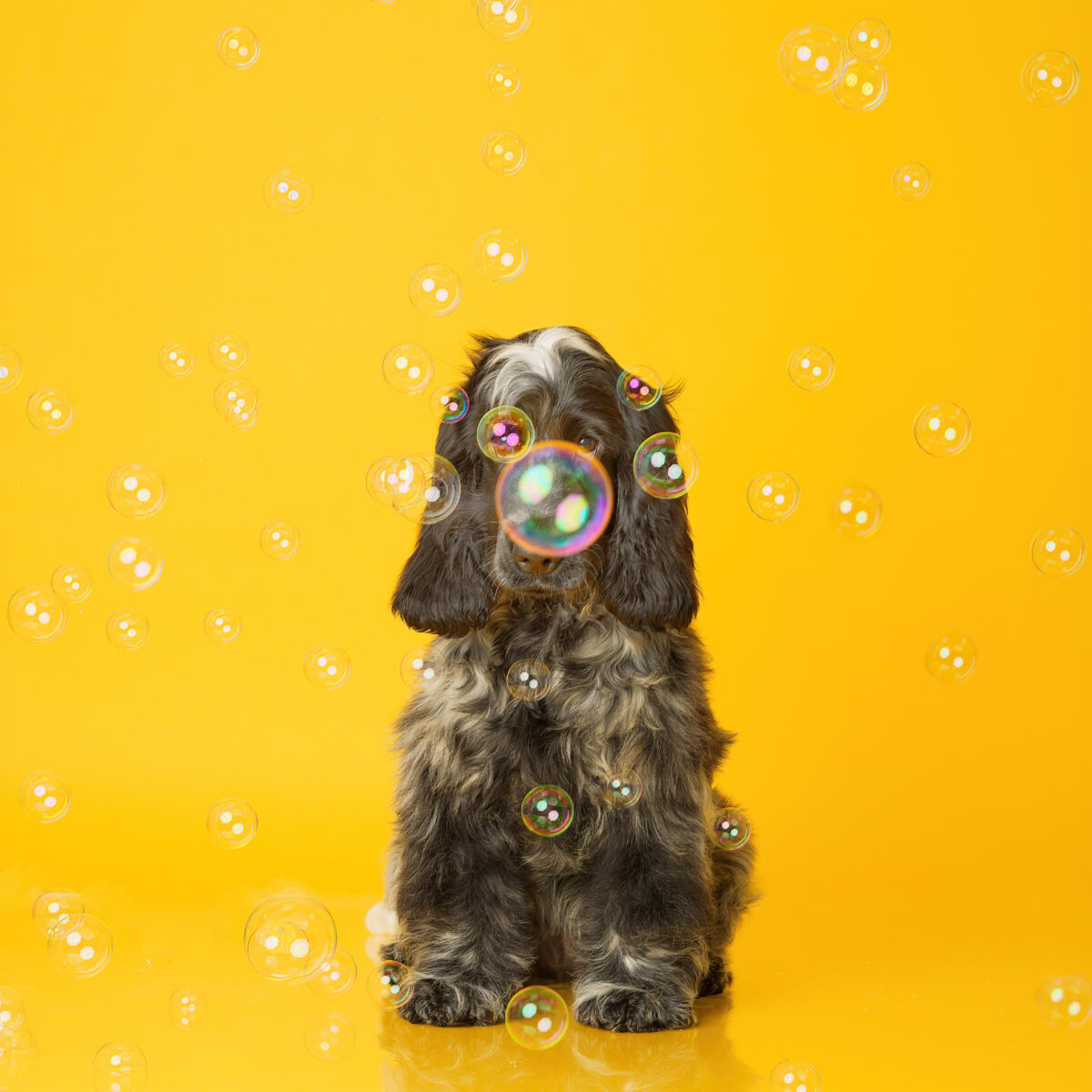 Professional pet photograph, taken by Northern Ireland's top pet photographer in Belfast of Blue spaniel on a yellow background with bubbles