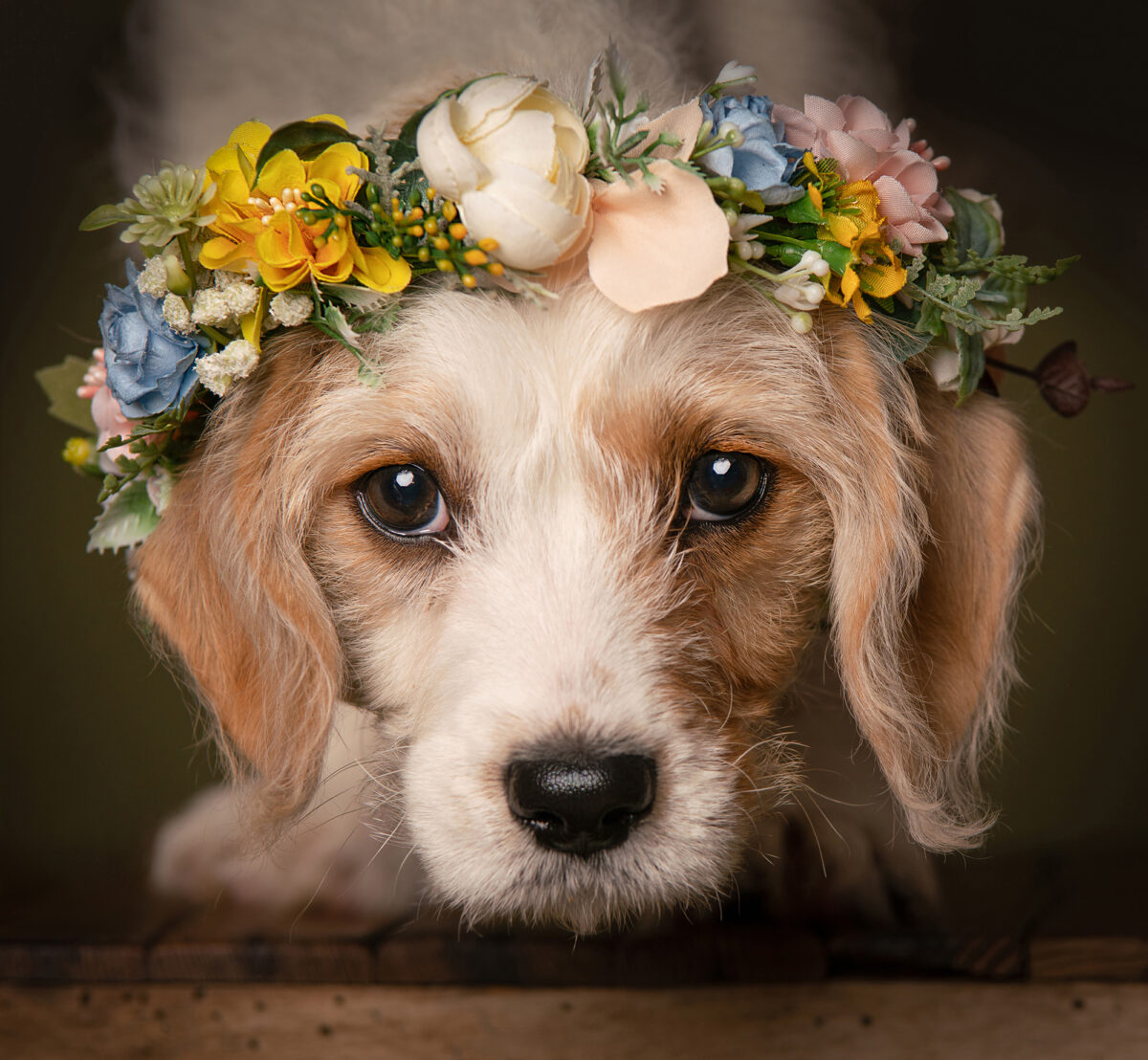 Professional pet photograph, taken by Northern Ireland's top pet photographer in Belfast of a small dog with a floral crown on