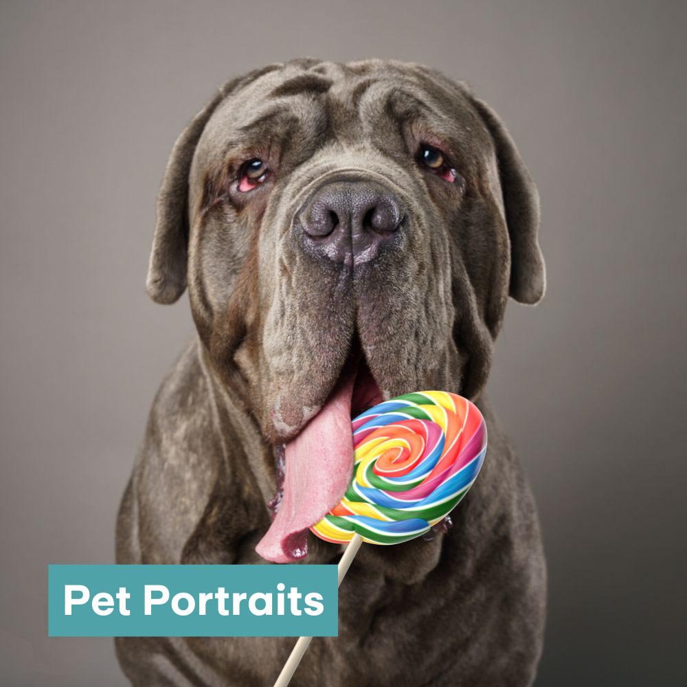 Pet Portraits Pet Portraits